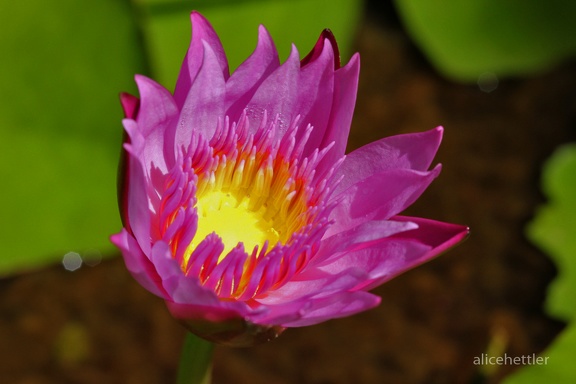 Seerose (Nymphaea sp.)